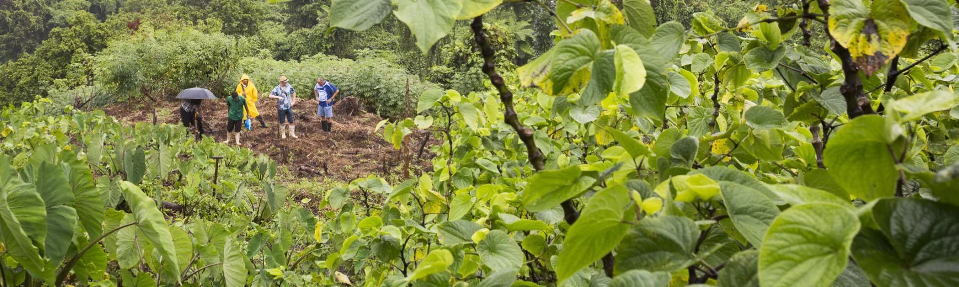 kava-plants_2100x